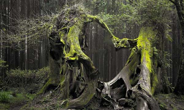 Bosc romanès d'Hoia Baciu